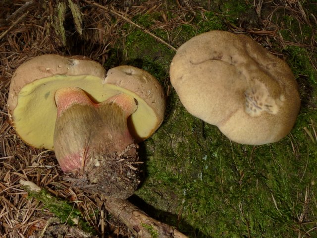 Caloboletus calopus, Schönfußröhrling